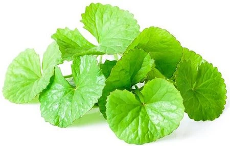 product-1-1 centella asiatica for skin